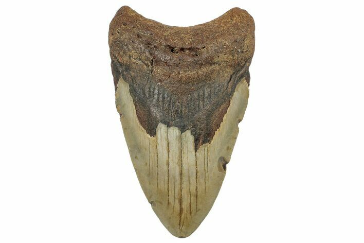 Fossil Megalodon Tooth - North Carolina #298885